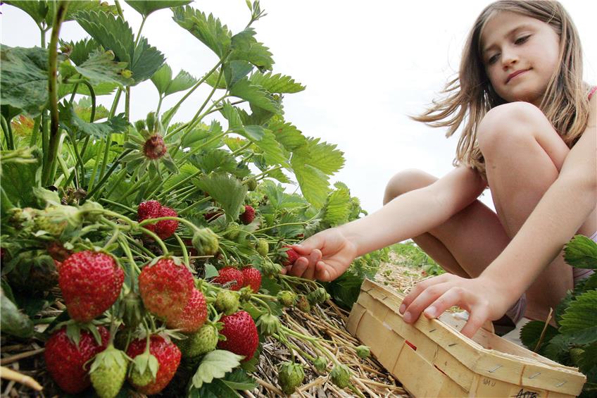 Der Garten im August: Erdbeeren sollten etwa alle zwei Jahre neu gepflanzt werden