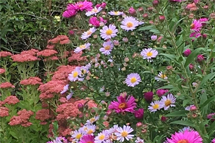 Der Garten im September: Astern als herbstliches Farbfeuerwerk