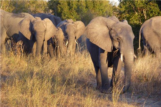 Allgegenwärtige graue Riesen: Der Hwange-Nationalpark ist berühmt für seine Elefantenherden. Fotos: Simone Spohr/dpa
