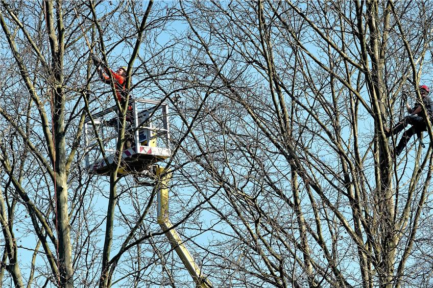 Baumschnitte bergen Risiken: Was bei den Profis einfach scheint, kann bei der Pflege privater Obstbäume auf der Haushaltsleiter rasch zur kippeligen Gefahr werden. Archivbild: Ulrich Metz