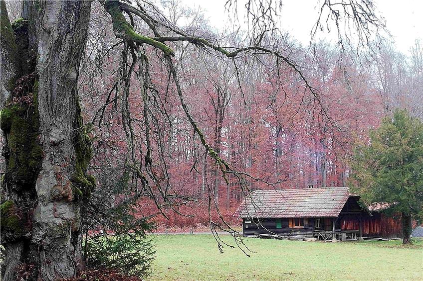 Bei der Entdeckerrunde im Schönbuch kommt man bei der Forsthütte mit alter Linde vorbei.