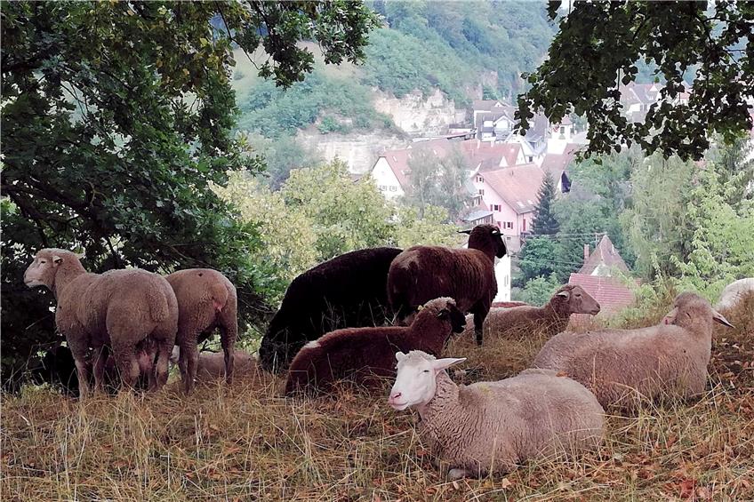 Bergidyll mit Schafen – so friedlich ist es rund um den Reustener Kirchberg. Bilder: Arndt Spieth