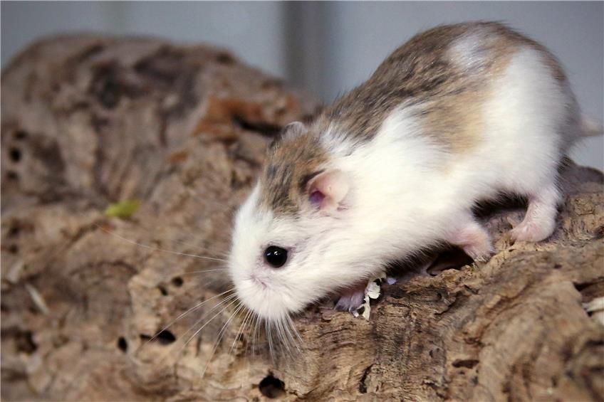 Das Tierheim-Tier: Roborowski-Zwerg-Hamster