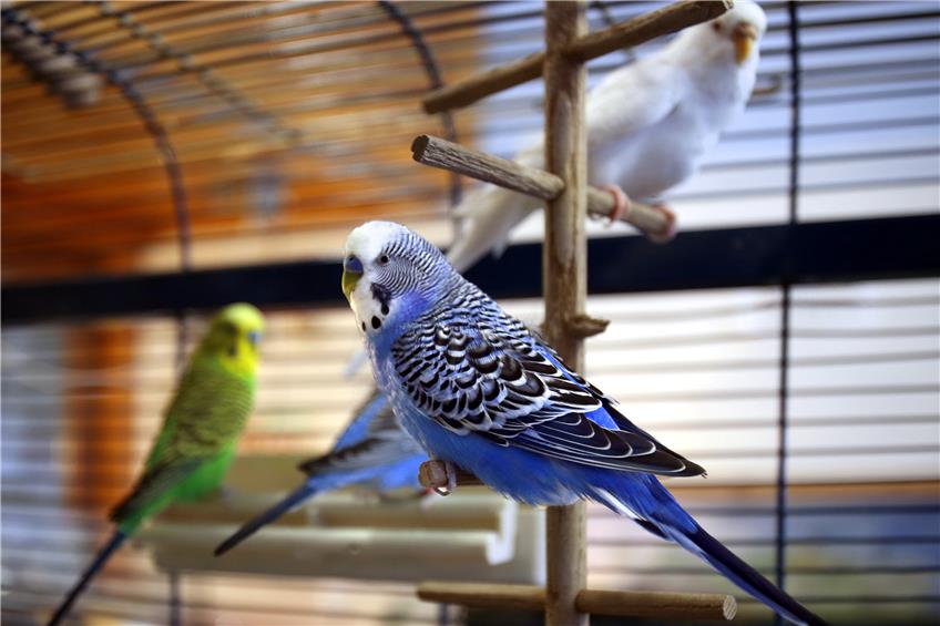 Die Kleintierabteilung des Tierheims ist mit Vögeln überbelegt