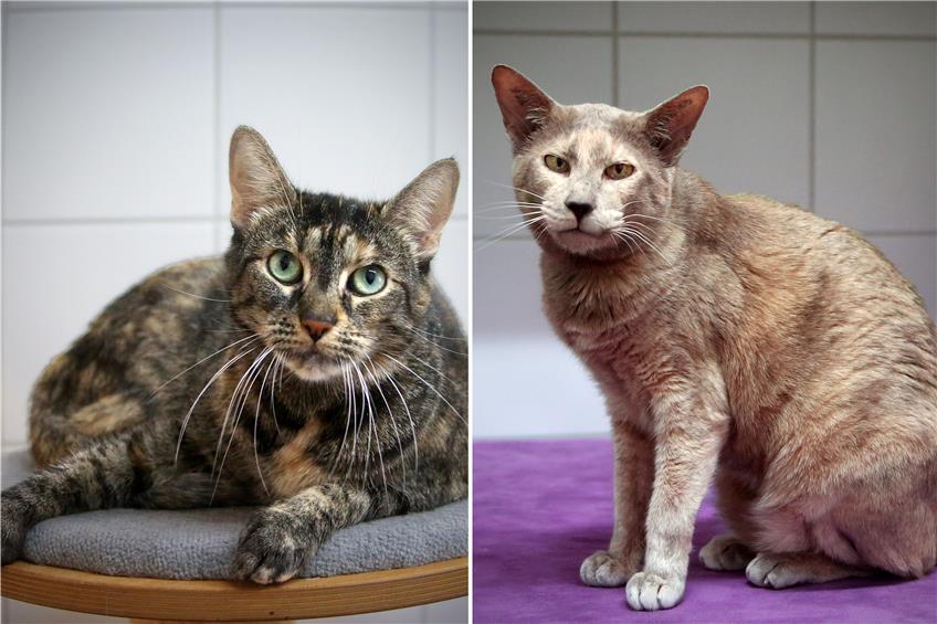 Ein sehr verschmustes Katzen-Geschwisterpaar sucht ein neues Zuhause
