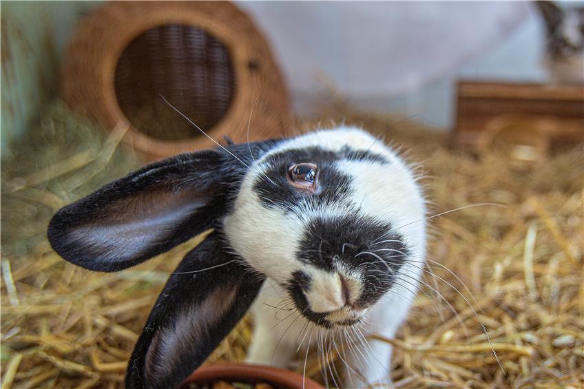 Das Tierheim-Tier: Problemfall Kaninchen Funny