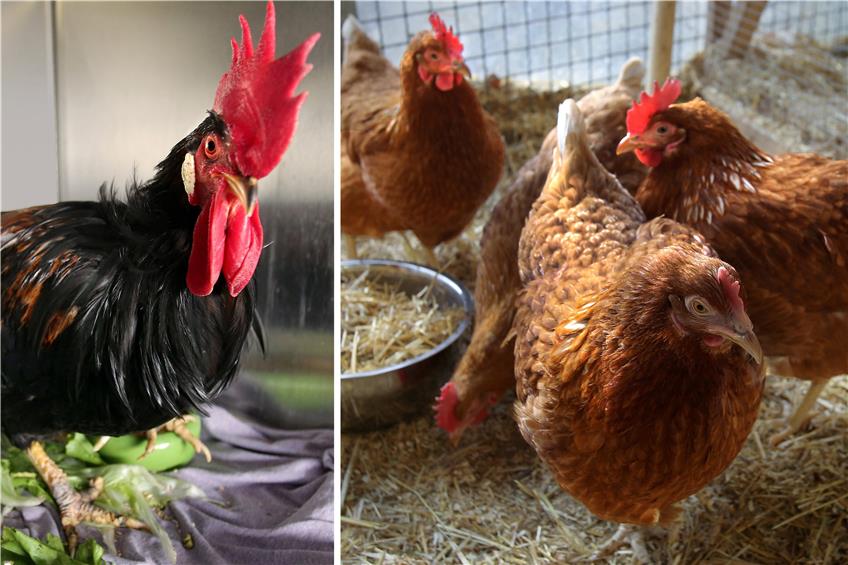 Das Tierheim-Tier: Hühner für die private Haltung