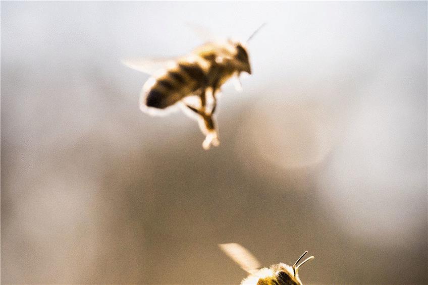 Der Biene Freud‘ ist des Seniors Leid: Zunehmend macht Blütenstaub auch Senioren krank. Bild: Frank Rumpenhorst/dpa
