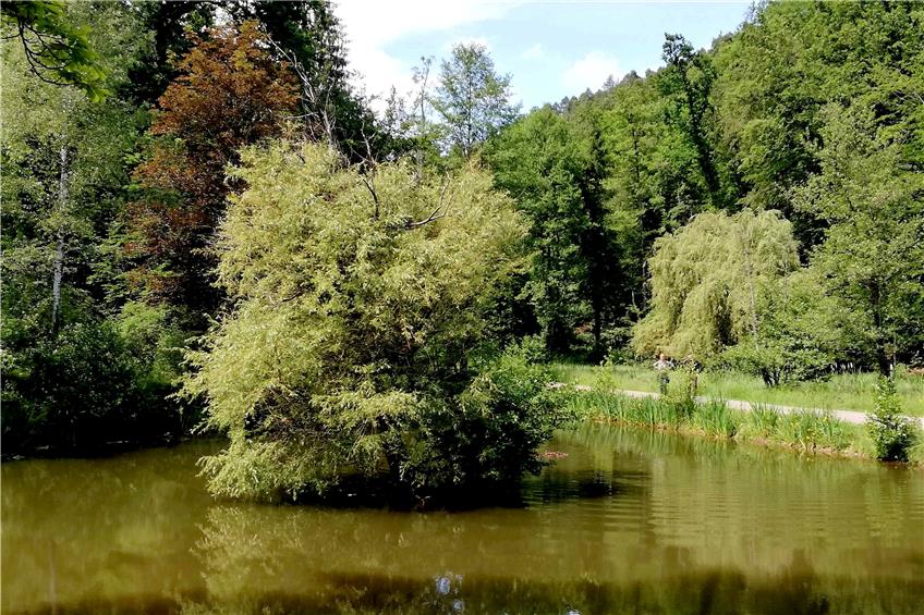 Der Erlenweiher im Arenbachtal ist nur eine der charmanten Stationen bei der Rundwanderung durch einen Teil des im 19. Jahrhundert aufgeforsteten Schönbuchs. Bild: Arndt Spieth