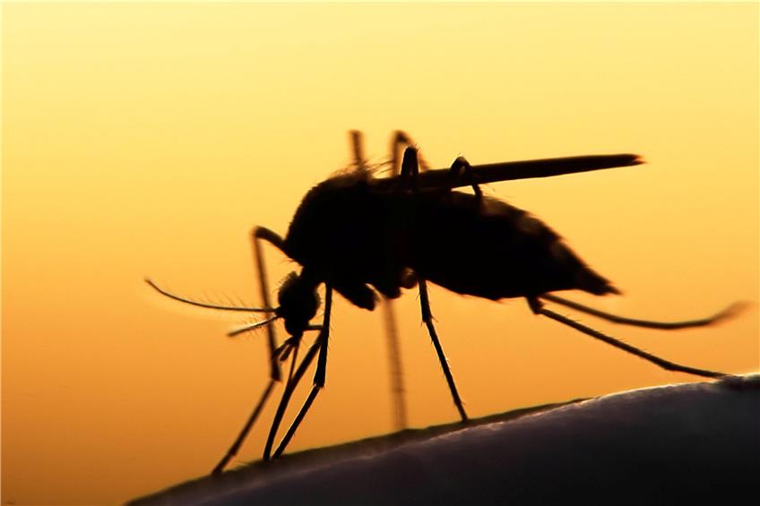 Die Blutsauger haben wieder Saison: Mückenstiche können Krankheiten auslösen. Bild: mycteria / stock.adobe.com