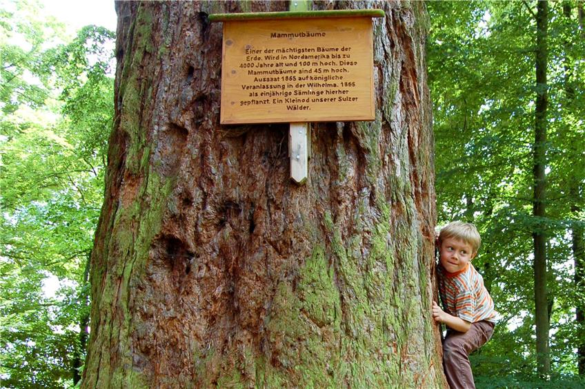 Dieser Mammutbaum aus Wilhelms Pflanzprogramm steht im Wald bei Sulz. Archivbild: Ezberci