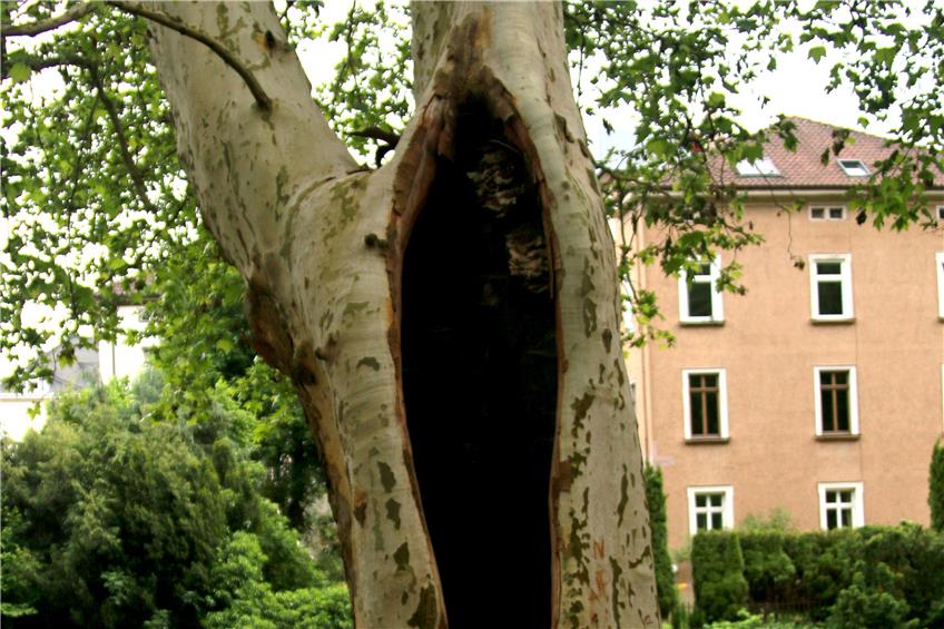 Ein Baumhaus aus der Platanenallee ist wohl auch nicht die Lösung für die Wohnungsnot in Tübingen. Bild: Stefan Zibulla