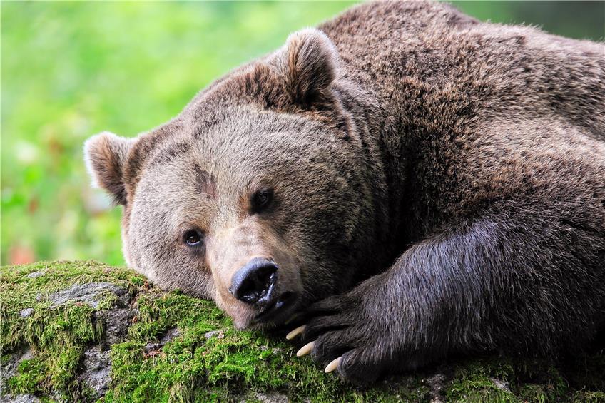 Ein Päuschen in Ehren, kann man auch den Bären im Schönbuch nicht verwehren. Auf die Dauer ist es den Tieren in dem Naturpark allerdings zu unruhig. Bild: Xaver Klaussner/Adobe