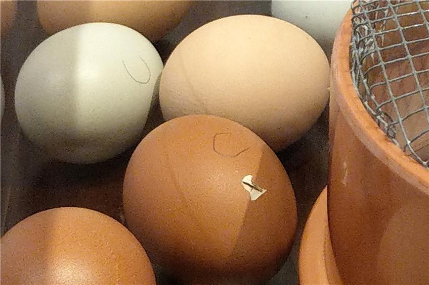 Eines der Eier im Brutkasten ist bereits angepickt.