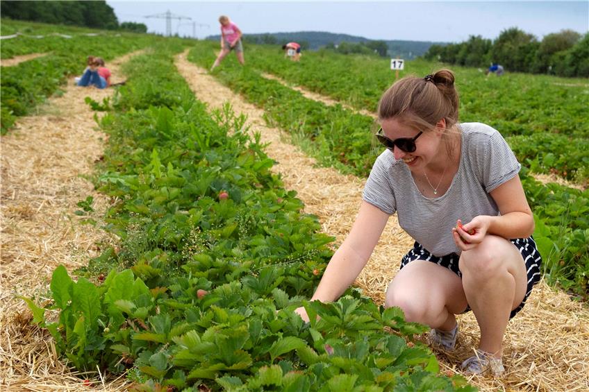 Erdbeeren und Co. vergammeln auf den Feldern, wenn sich nicht rasch viele Erntehelfer finden. Eine App soll Betriebe und Helfer zusammenführen. Archivbild: Klaus Franke