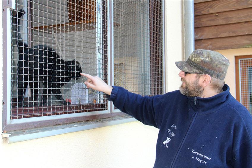 Felix Wagner, Vorsitzender des Tübinger Tierschutzvereins, spielt mit der Katze Mia. Auch für sie wird noch ein ruhiges Zuhause gesucht.Bild: Anita Schäfer