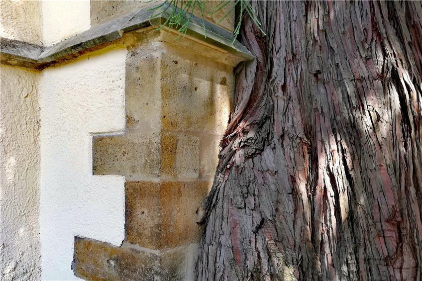 Kirche trifft Baumriese: Der Mammutbaum an der Marienkirche wächst schon direkt an der Außenmauer lang.
