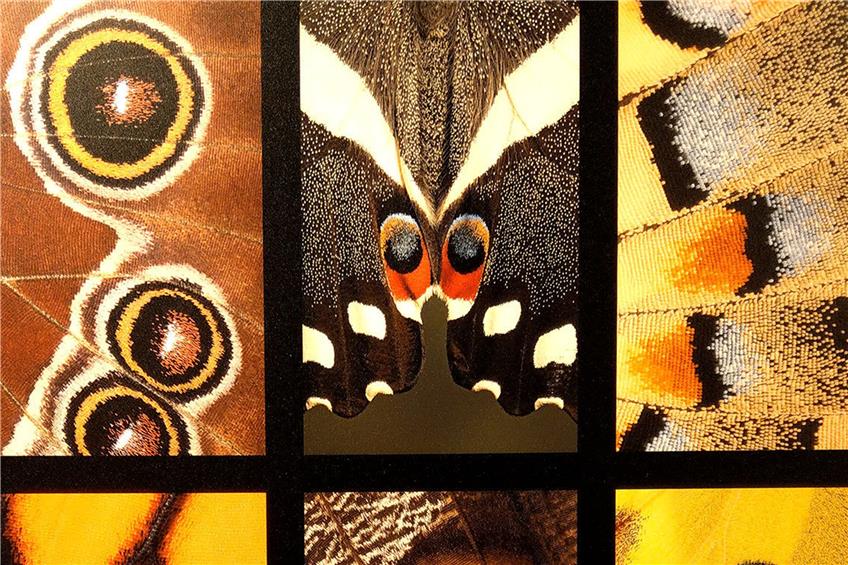 Schmetterlinge sind anpassungsfähige Tarnkünstler. Und sie können ihre Feinde mit Warnfarben abschrecken. Bild: Gabriele Böhm