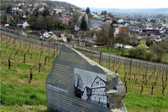 Stolze Tradition: Der Weinanbau an den Steilhängen des Siebengebirges wurde von Mönchen begonnen.  Fotos: Bernd Meier/dpa