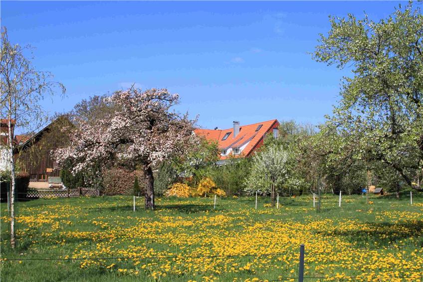 Waldhausen ist eigentlich immer schön – aber besonders im Frühling, wenn alles blüht. Bilder: Arndt Spieth