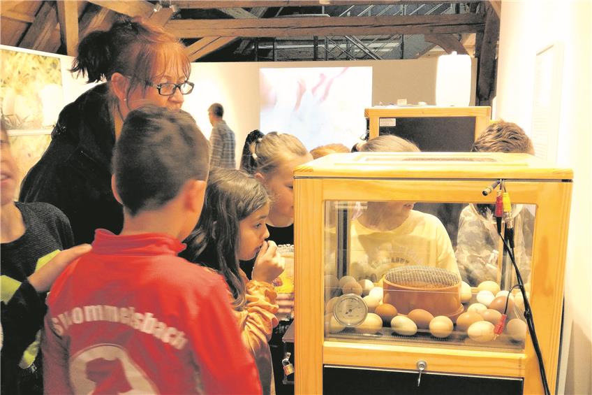 Wann schlüpfen die Küken wohl? Gespannt beobachten Schülerinnen und Schüler die Eier in der Brutmaschine im NaturkundemuseumBilder: Gabriele Böhm