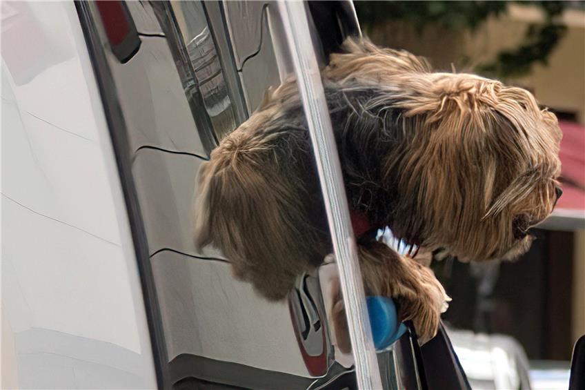 Wenn selbst Hunde nach Luft schnappen, ist es eindeutig zu heiß. Archivbild: Ulrich Metz