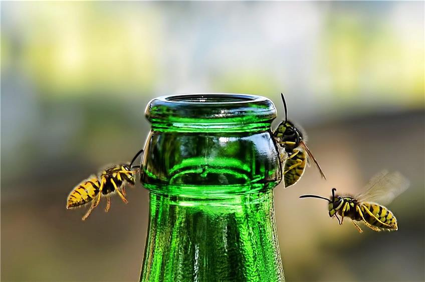 Wespen gehören zum Sommer, für manche Menschen ist das lebensbedrohlich. Archivbild: LuisBonito/RooM The Agency/Corbis