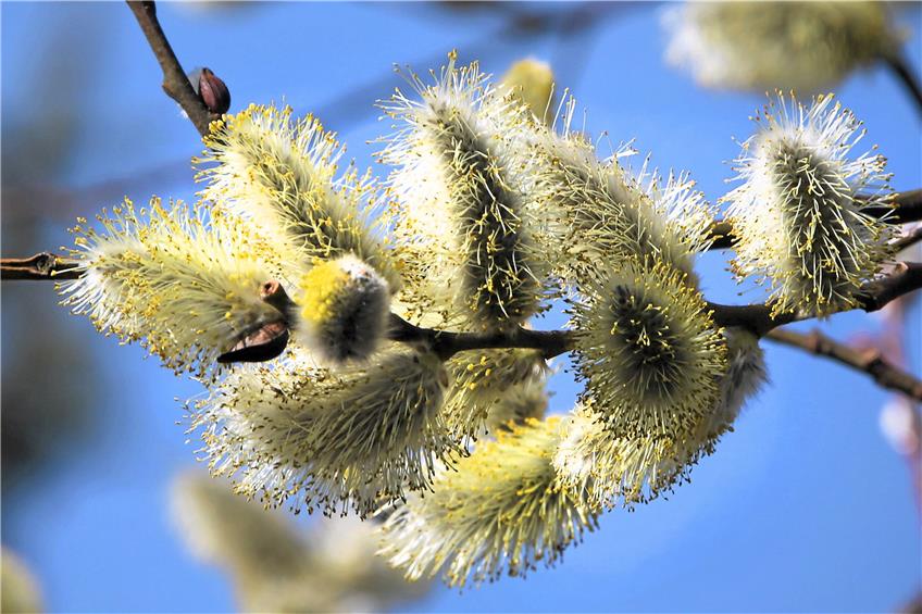Wilde Weidenkätzchen-Zweige sollten auf dem Speiseteller von Insekten und nicht in Sträußen landen. Archivbild: Erich Sommer
